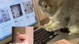 夺回自己电脑的办法，就是让小猫咪拥有一台自己的小电脑啦！