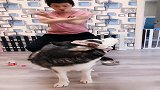 这个技能挑战全网，谁有我家狗背宽？