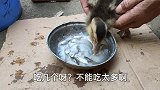 暴雨领养两只流浪鸭，每天小鱼喂养很宠爱，却成活一只很自责