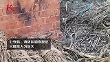 河南一村庄连发30多起神秘火 镇政府：不明原因自燃
