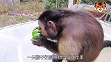 猴哥把魔鬼椒当成苹果吃了起来，结果太上头了