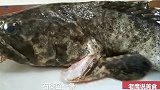 原汁原味清蒸石斑鱼、鱼肉含有大量蛋白质、能增强体质提高免疫力