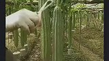 原来丝瓜都是这样，方法确实不错