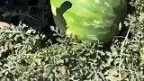 梦中情瓜，这西瓜一看就很甜