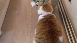 如何帮助一只猫咪减肥,哈哈哈哈,这个办法也太绝了吧