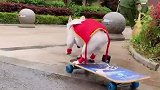 小狗每日玩滑板修炼成滑板高手，掌握众多高难度技巧