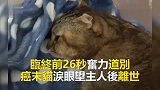 临终前26秒蓄力道别，患癌末期猫咪含泪与主人做最后的道别