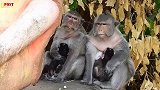 游客送来莲子，母猴一脸恐惧不敢伸手拿，被旁边的母猴成功捡漏！