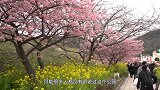 日本最漂亮的花园，一年四季花开不败，景色绝美如仙境