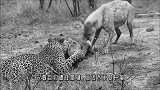 鬣狗掏肛落单母狮，狮群大怒！找准时机对小鬣狗动手了！