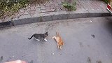 歪果仁在小区附近发现了小流浪猫，喂它们罐头陪它们玩，太有爱了