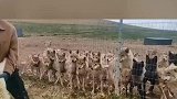 小绵羊被扔进狼群，没想到一瞬间就没了