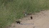 猫鼬全体出动围攻疣猪，疣猪看到后却直接躺地上，任由猫鼬作践！