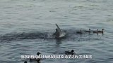 毒蛇杀死整窝兔宝宝，母兔回来后直接疯了，誓要杀蛇报仇雪恨！