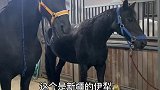 问：飓风到底有多大马术 飓风呀