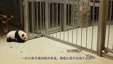 小熊猫“越狱”被发现，接下来熊猫妈妈的举动，让人忍不住大笑