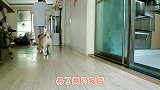 养两只巴哥啥感觉？处处被盯稍彻底失去了自由，主人烦恼并快乐着
