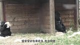 贪玩的小白虎不肯回家，妈妈一声虎啸，直接被吓得屁滚尿流
