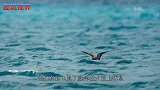 经常看到鸟抓鱼，那你见过鱼抓鸟吗，网友：这就有点震撼了
