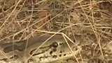 巨蟒凶猛狠咬狮子，狮子眼看挣脱无望，最后同伴出现