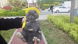 这天气适合三个月以上的兔子出去野游喔