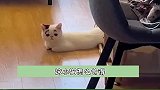 这小猫长得好特别啊
