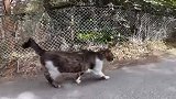 野外遇见一只颜值很高的流浪猫，想带回家却抓不住，太可爱了