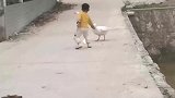 农村小孩好好去惹大鹅，狗子来解救结果一起被揍