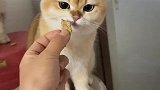 吃东西不咬碎的小猫