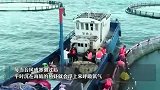 好兆头！浙江渔民新春第一网捕获野生大黄鱼，卖了2.66万