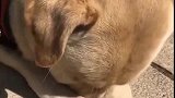 狗子：别打我嘴，我不要脸么！