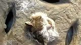 山西忻州：载入“猫生”！消防员破拆石砖拯救肥猫