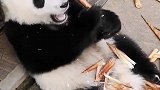熊猫：今天刚到的新鲜笋子真好吃！