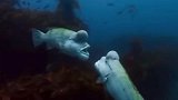 被称为“怪物史莱克”的亚洲羊头濑鱼，这波操作可以说是很野了