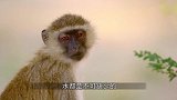 长脖子和长鼻子打了起来，为了抢夺一瓶水，场面看起来十分滑稽！