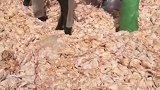 无意间拍到鸡肉食品加工厂，看到这一幕，你还敢吃吗！