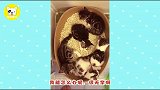 偶然拍到动物园里大猩猩这个动作,把我笑抽了!