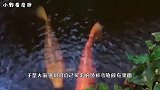 为何放生池那么小却不会被放满？把水抽干一看，眼前大物让人愣了