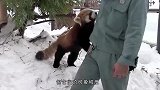 饲养员给小熊猫喂食，伸手想摸摸它的肚子，小熊猫的反应太搞笑了