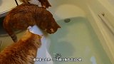 猫咪趴在鱼缸边喝水，缸里的乌龟游了上来，接下来请憋住别笑
