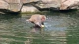 动物园的猴子划着独木舟，捡水里的吃的