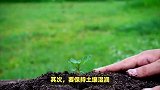 映山红的养殖方法和注意事项