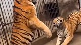 第一次看见动物园起内讧，如果当代有武松，肯定不够塞牙缝的