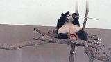 动物园的竹子质量不过关，吃的熊猫都塞牙了，接下来太逗了