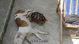 龟仙人的日常生活，宠物搞笑视频