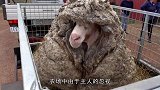 羊儿3年未整理毛发，剃毛过程太解压，简直难得一见