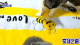 主人拿激光笔逗猫玩，胖公猫兴奋地上蹿下跳，这身手哪像个胖子