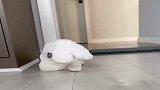 我到底养了个啥玩意儿