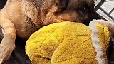 狗狗和小主人一起玩耍的画面简直太温馨了