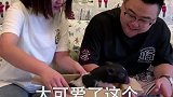 丈母娘养的宠物猪不见了，作为女婿我是不是彻底凉凉了